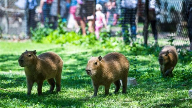 Toronto Capybara Triplets Named After Members Of RUSH With More Than 30,000 Votes