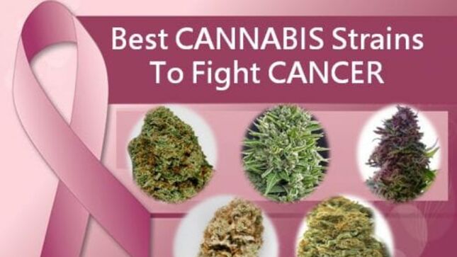 Can Marijuana Cure Cancer? - Here’s What You Need To Know!