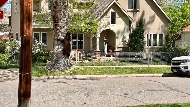 Colorado Parks And Wildlife Blast BLACK SABBATH Classic To Persuade Black Bear Out Of Neighbourhood Tree